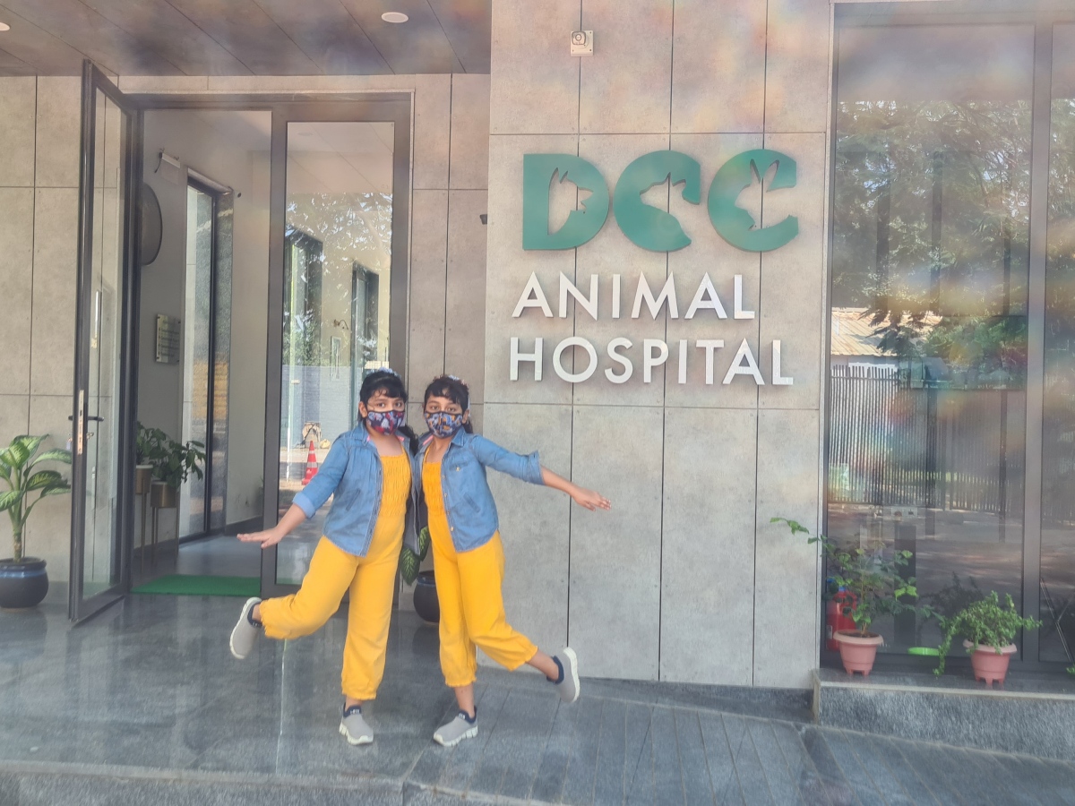 DCC Pet care – Best Place for pets in Delhi NCR
